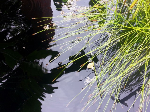 Water_grasses