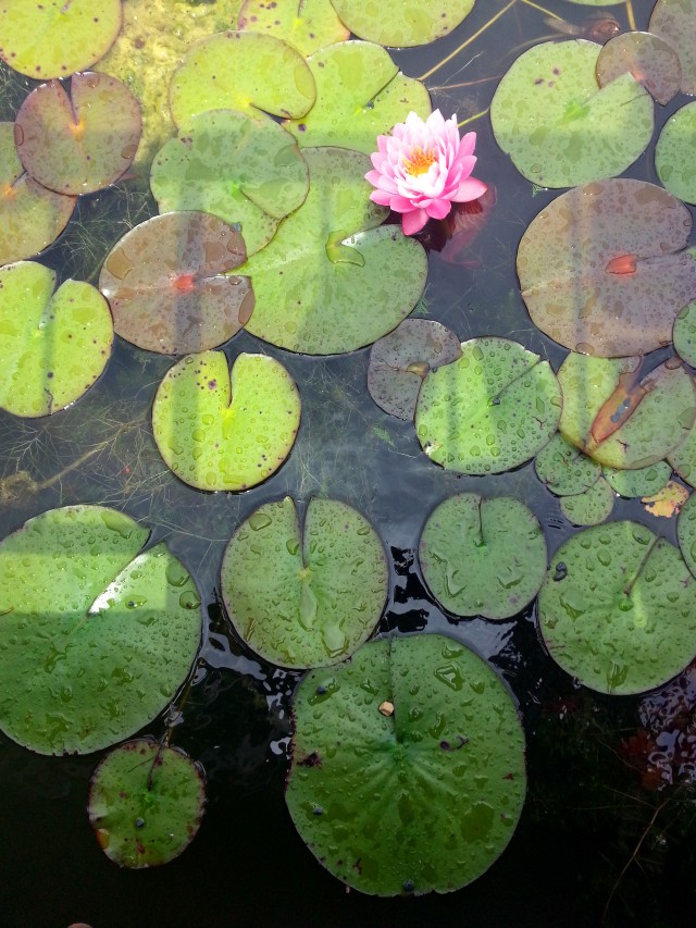 Water_Lily_2