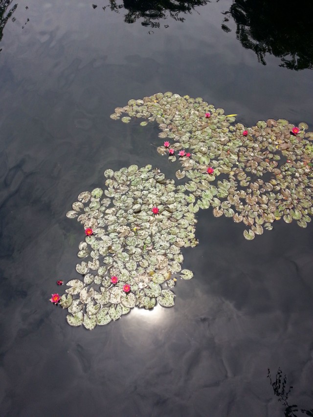 Water_Lilies_1
